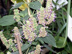 Load image into Gallery viewer, Close-up of a plant with green leaves and purple flowers.
