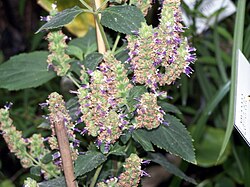 Close-up of a plant with green leaves and purple flowers.