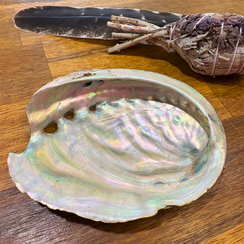 Abalone Shell