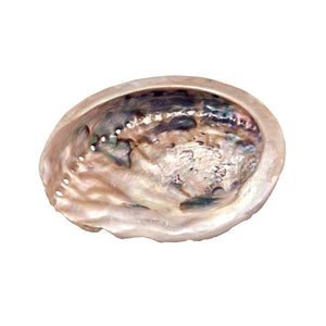 Abalone Shell