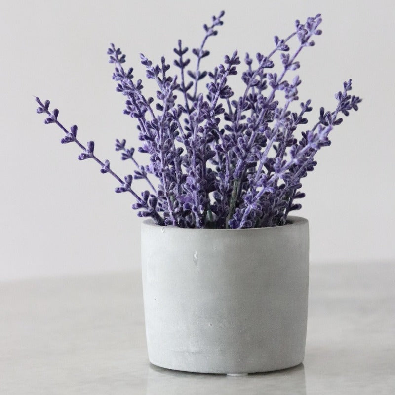 Essential Oil Lavender-Organic